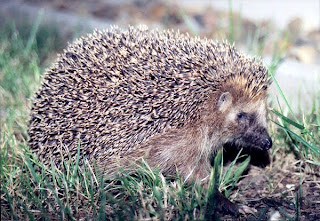 hedgehog