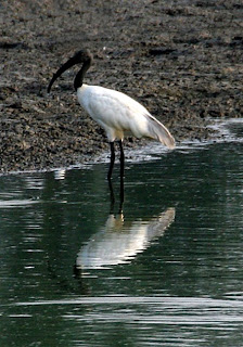 black headed ibis