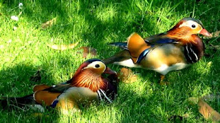 Drake Mandarin Ducks