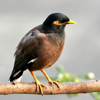 common myna