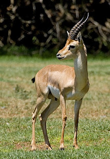 mountain gazelle