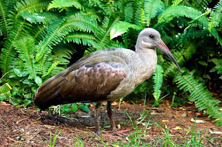 hadada ibis is found in Uganda