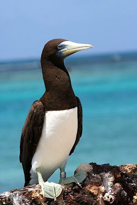 brown booby tern found in Tuvalu