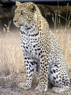 Leopard in Nigeria