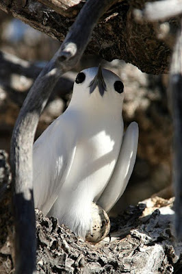 white tern found in Fiji