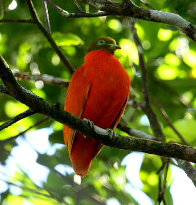 orange dove found in Fiji
