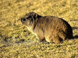 cape hyrax are found in Lesotho
