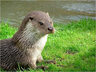 otter is found in Croatia