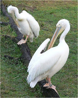 great white pelican found in Croatia