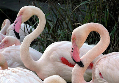 greater flamingo found in Zambia