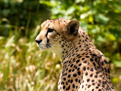 Cheetah in Turkmenistan