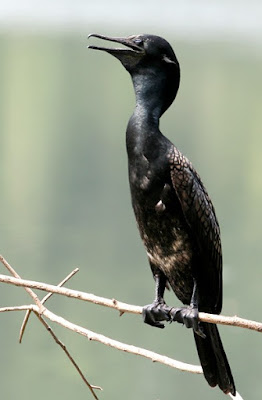 Indian cormorant