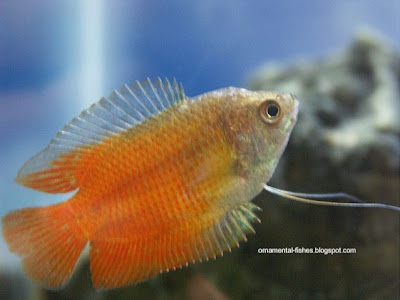 dwarf gourami