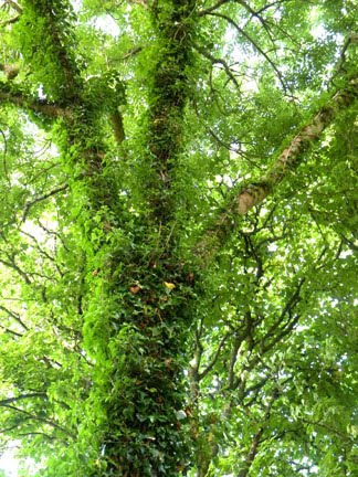 treeaware: Welsh Trees...