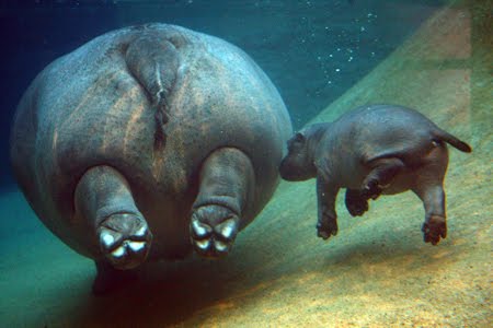 hippo hippopotamus earthlynation captivating salute emancipation zooborns