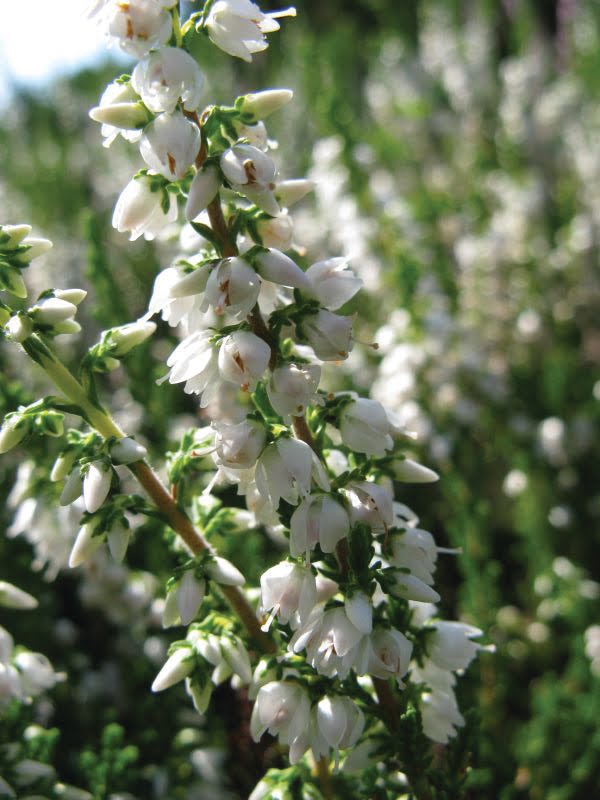 A Highland Wedding in North Carolina The Legend of the White Heather