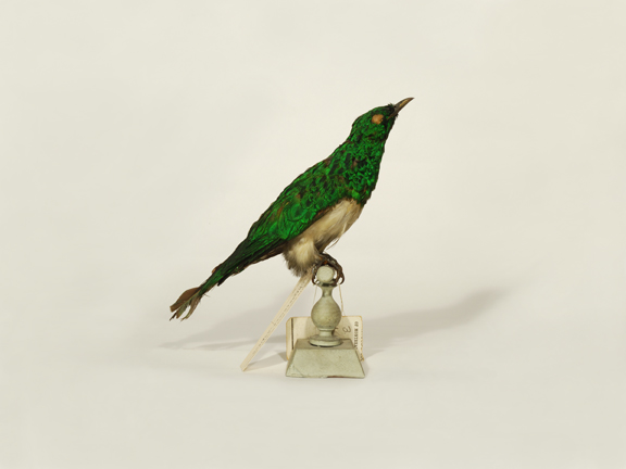African Emerald Cuckoo (Redpath Museum)