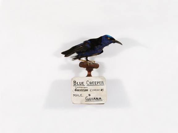 Blue Creeper (Redpath Museum)