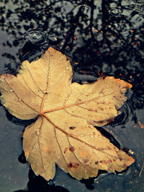 fall of a leaf