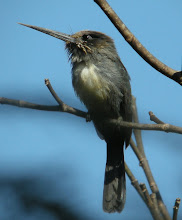 Three-toed Jacamar, Brazil Aug 2009