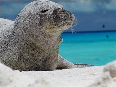 sandy seal