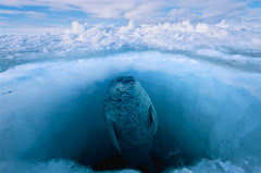 under the ice seal