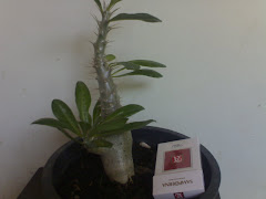 Pacypodium Densiflorum