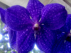Vanda Hybrid