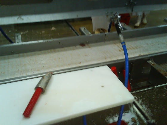 Aquí hay una de las palitas para sacarle la tripa a los pescados en mi trabajo en la fish factory