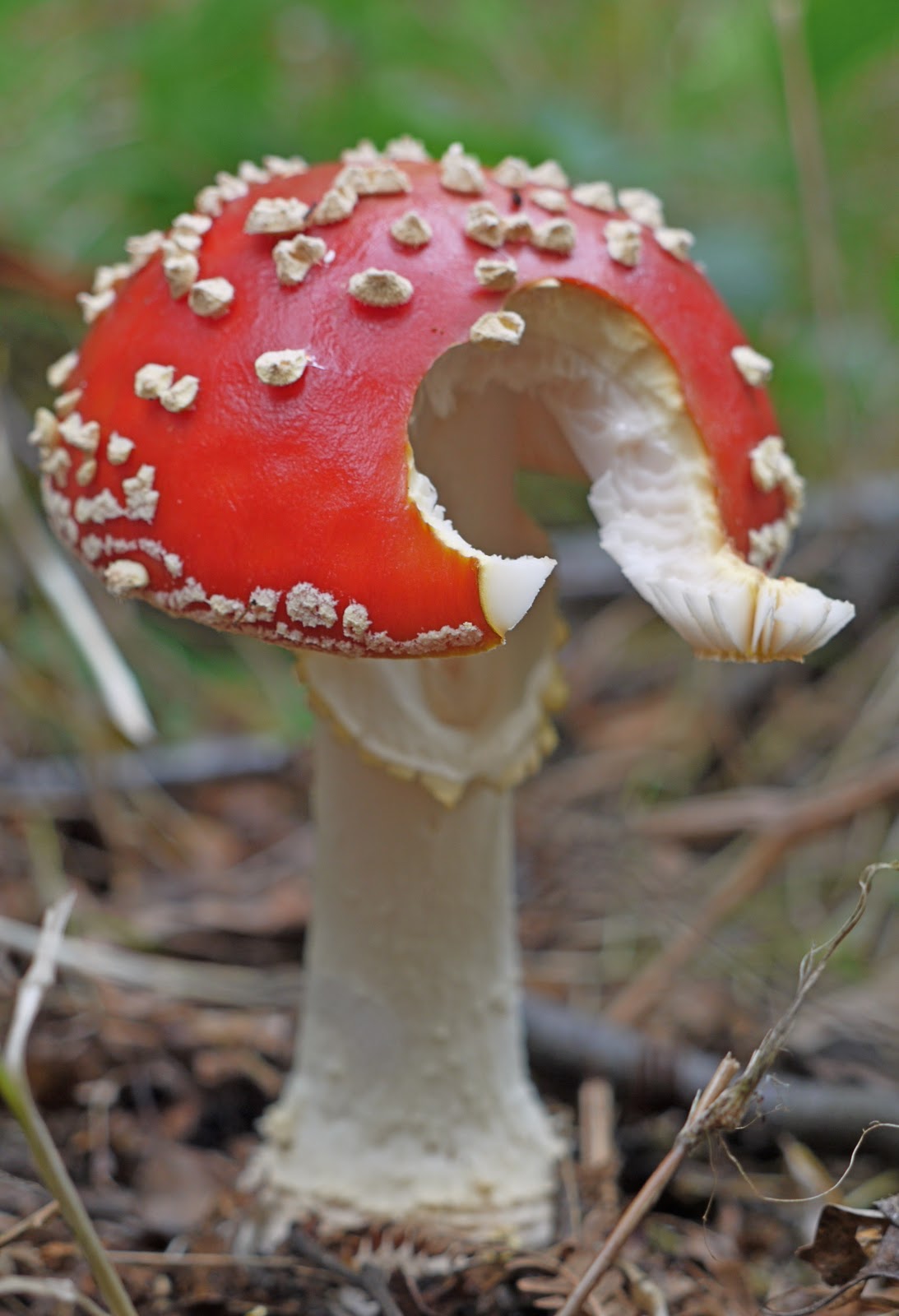 Milo And Me September fabulous Fungi milo-and-me-september-fabulous-fungi