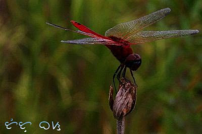 dragonfly tutubi