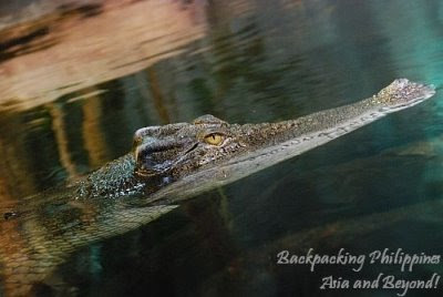 australian crocodile
