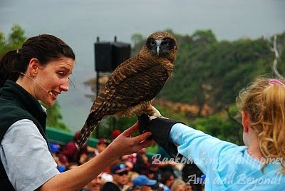 australian owl bird show taronga zoo