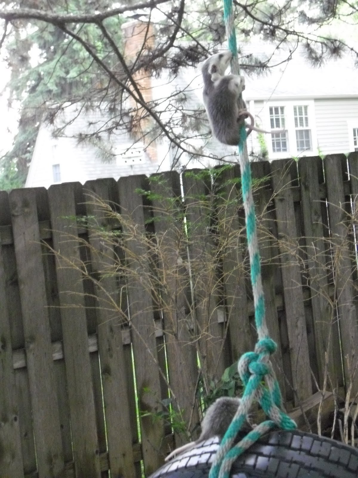 Nebraska Wildlife Rehab Wildlife Rehabilitation and Education Baby