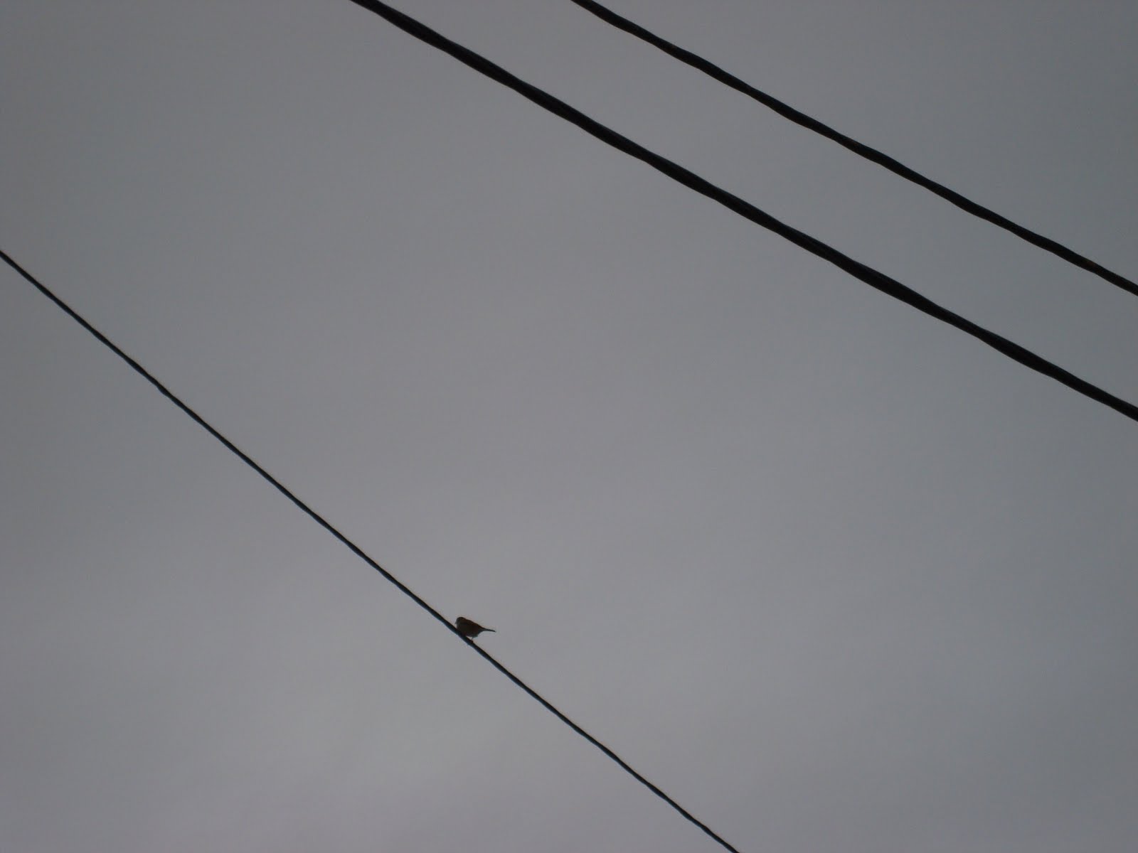 [pássaros+lezíria.JPG]