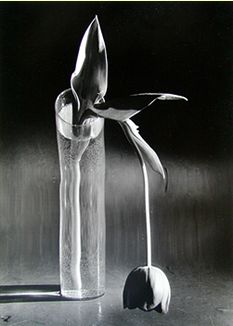 [kertesz_tulip_small_im.jpg]