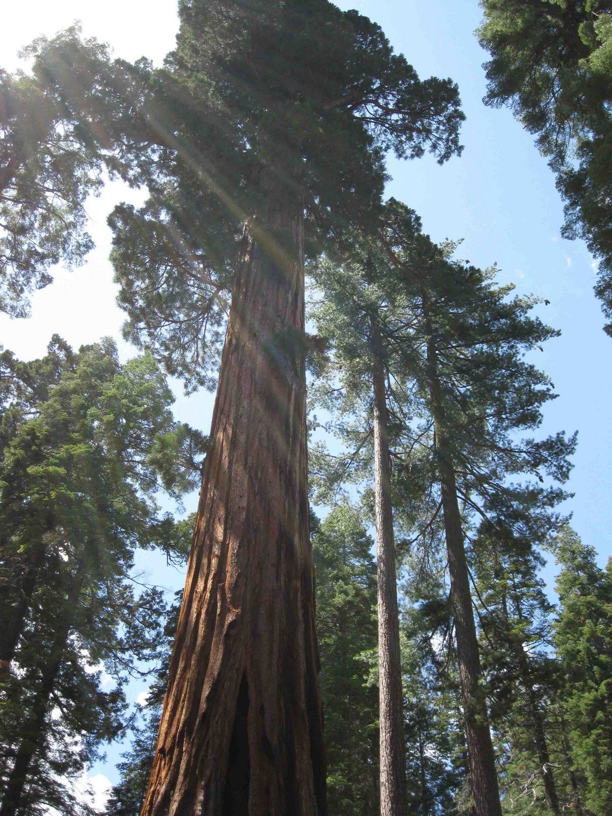 [sequoia+sunlight_smaller.jpg]