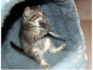 kitten%2Beating.jpg