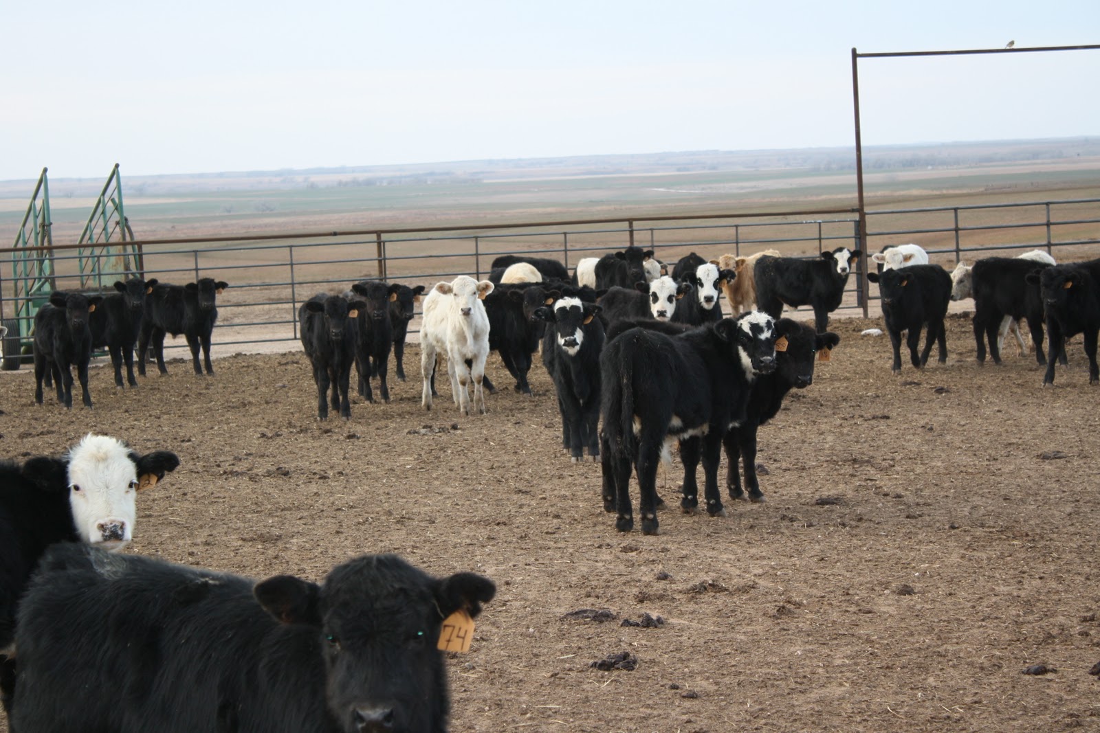 Five F Enterprises Stocker Cattle for Sale