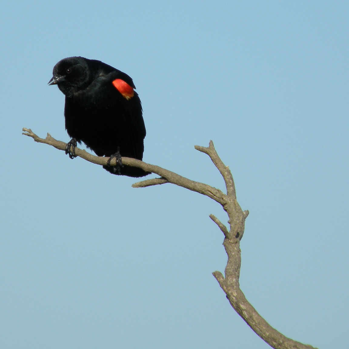 [Agelaius-phoeniceus_red-winged-blackbird.jpg]