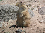 Desert Dawg