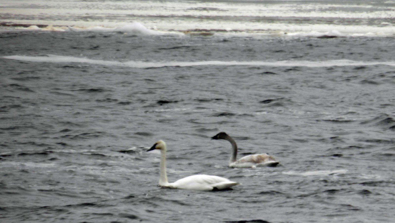WINGS OVER ALMA TRUMPETER SWANS & BALD EAGLES In Alma