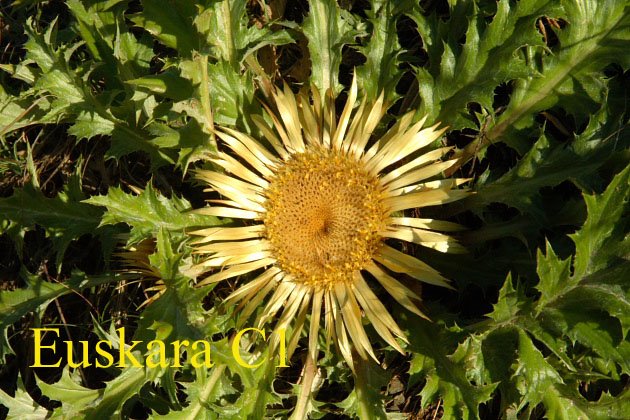 euskaraC1