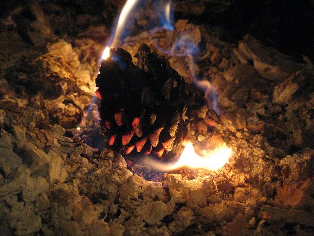 Gumbo Lily: Pine cone fire starters and more....