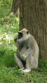 the thinking monkey...