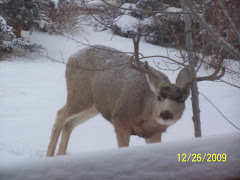 A visitor in our front yard.