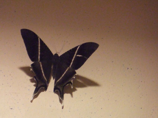 Swallowtail+Moth.JPG