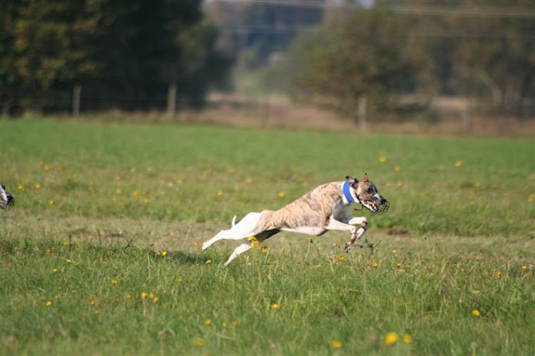 Lure Coursing