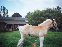 eindeliijk foto,s van de moeder van annika,,Winnie van de villenbraken als veulen.