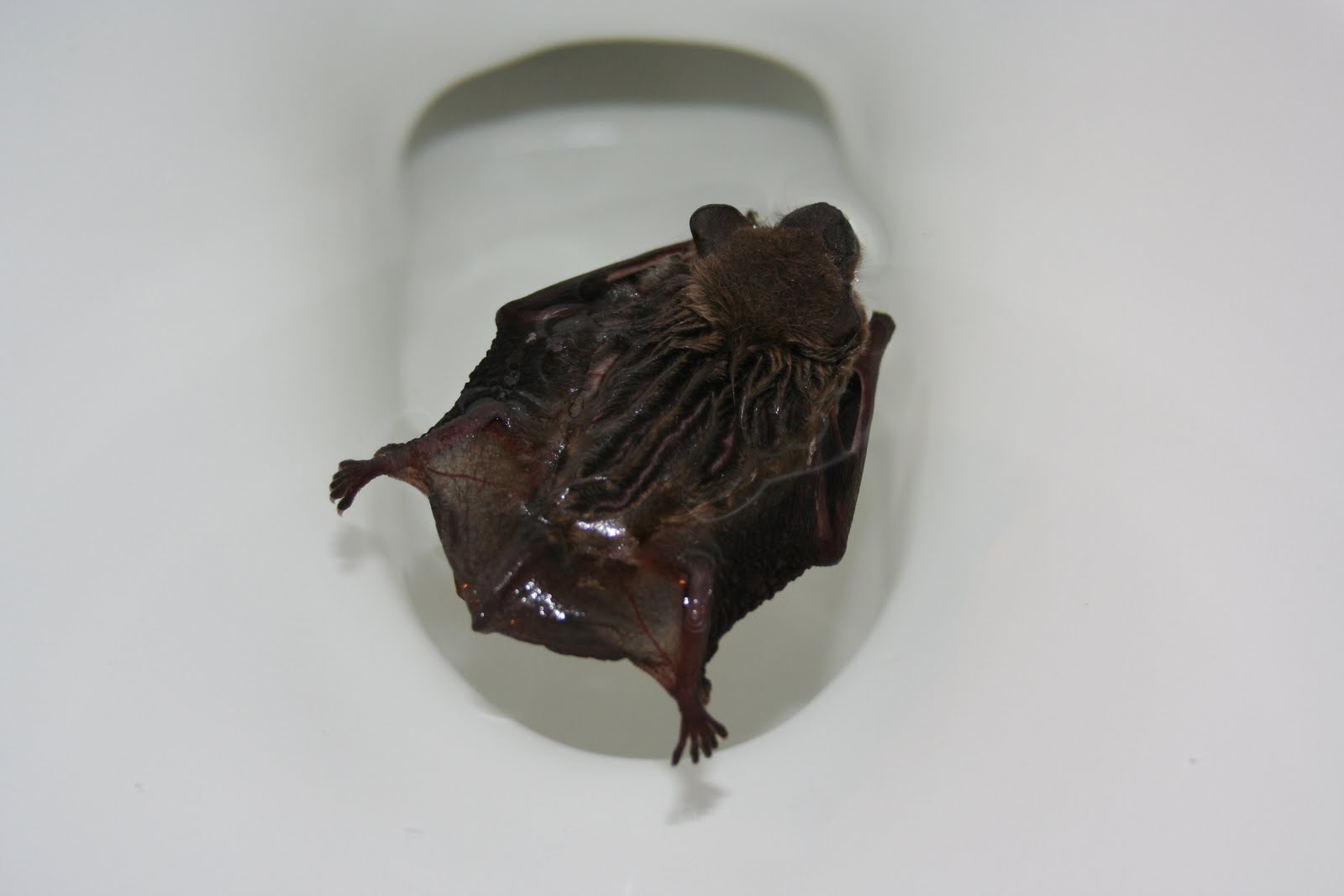 Bilderesultat for how did this happen